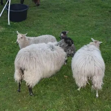 ファームステイ Damerow 1 Federow